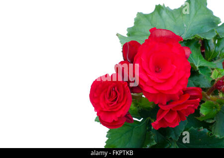Red begonia isolati su sfondo bianco Foto Stock
