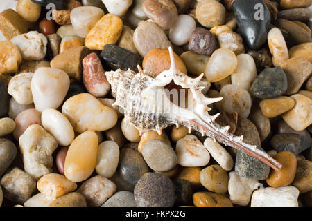 Ancora in vita di conchiglie fotografate su un Queensland, Australia Beach Foto Stock