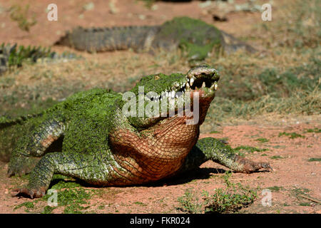 Coccodrillo di acqua salata (Crocodylus porosus), Broome Wildlife Park, Australia occidentale Foto Stock