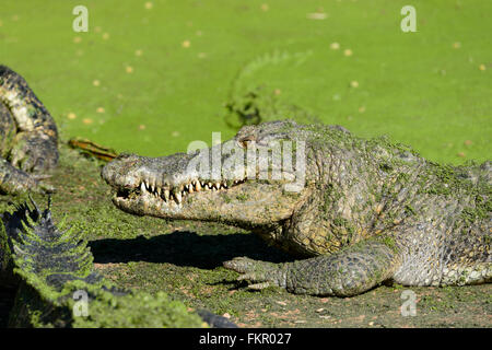 Coccodrillo di acqua salata (Crocodylus porosus), Broome Wildlife Park, Australia occidentale Foto Stock