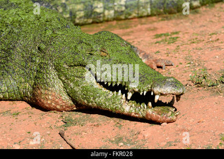 Coccodrillo di acqua salata (Crocodylus porosus), Broome Wildlife Park, Australia occidentale Foto Stock