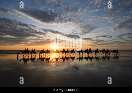 Tourist camel train cavo sulla spiaggia al tramonto, Broome, regione di Kimberley, Western Australia, WA, Australia Foto Stock