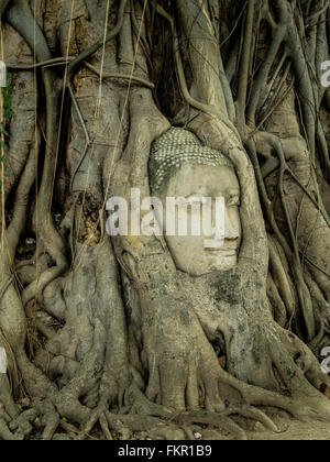 Testa di Buddha in Banyan Tree Wat Mahathat ayutthaya thailandia Foto Stock