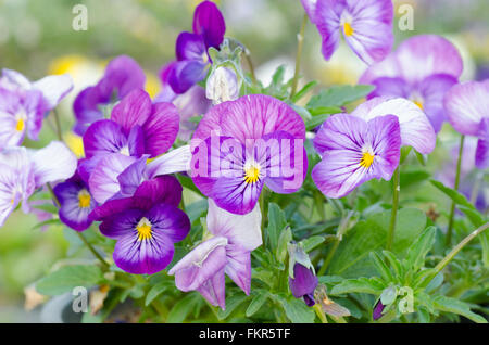 Viola cornuta, cornuto pansy, tufted pansy Foto Stock