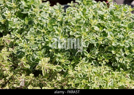 Limone variegato timo Foto Stock