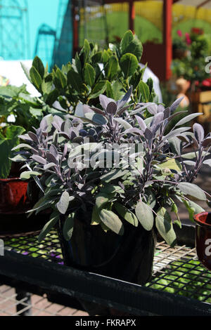 Cresce la Salvia officinalis Purpurascens o noto come Purple Sage in una pentola Foto Stock