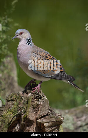 Unione Tortora (Streptopelia turtur). Norfolk. Regno Unito. Unione elenco rosso 2015. Vulnerabili. Foto Stock