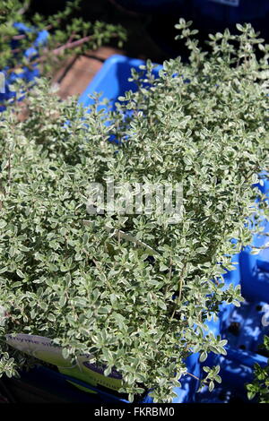 Thymus X citriodorus 'Aureus' o noti come il timo Limone variegato Foto Stock