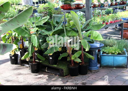 Raffreddare le banane Lady dito giovane banana Foto Stock