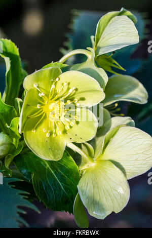 Helleborus argutifolius Corsica o Sardegna l'elleboro con Holly come fogliame verde Foto Stock