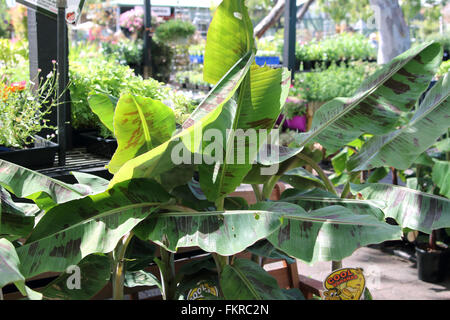 Raffreddare le banane Lady dito giovane banana Foto Stock