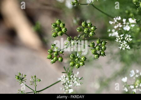 Freschi di semi di coriandolo Foto Stock