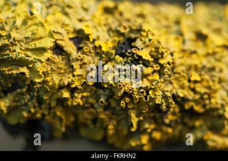 Lichene giallo su un ramo di un albero marcio Foto Stock