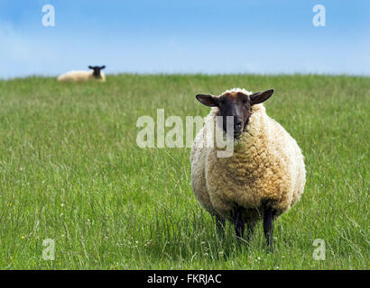 Suffolk pecora fronte nero immagine impressionante con semplice pecora in primo piano su erba seconda pecora all'orizzonte sui terzi in stanza di distanza per la copia o il testo. Foto Stock