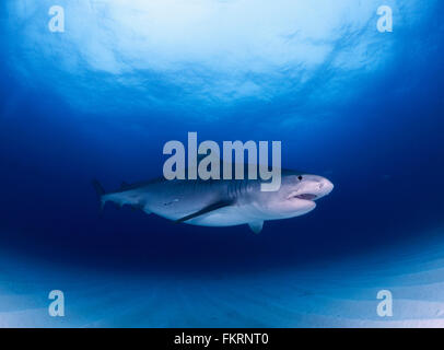 Femmina di squali tigre a Tiger Beach in Bahamas Foto Stock