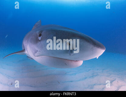 Femmina di squali tigre a Tiger Beach in Bahamas Foto Stock