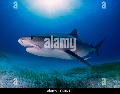 Femmina di squali tigre a Tiger Beach in Bahamas Foto Stock