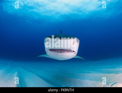 Femmina di squali tigre a Tiger Beach in Bahamas Foto Stock