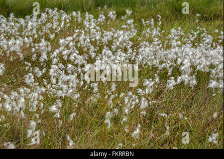 Erba di cotone su Birker cadde in Cumbria occidentale Foto Stock