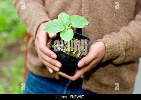 Giardiniere giapponese azienda pianta in vaso Foto Stock