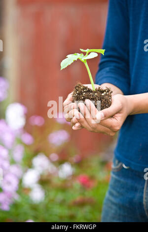 Giardiniere giapponese azienda pianta in vaso all'aperto Foto Stock