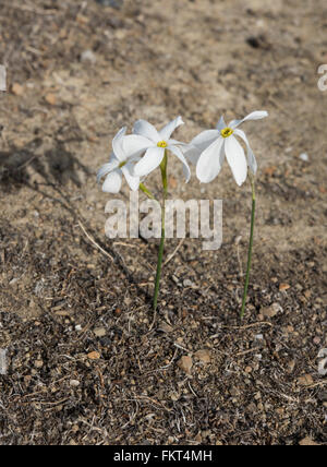 Narcissus serotinus, crescendo in Dehesa paesaggio vicino Barrancos, Orientale del Portogallo. Ottobre. Foto Stock