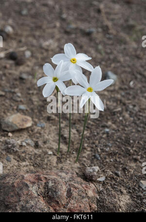 Narcissus serotinus, crescendo in Dehesa paesaggio vicino Barrancos, Orientale del Portogallo. Ottobre. Foto Stock