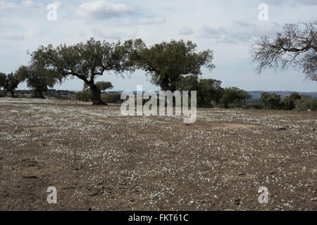 Narcissus serotinus, crescendo in Dehesa paesaggio vicino Barrancos, Orientale del Portogallo. Ottobre. Foto Stock