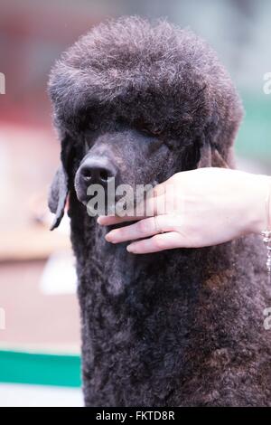 Birmingham, Regno Unito. 10 marzo, 2016. Un barboncino Standard con una pettinatura simile a Donald Trump al Crufts 2016. ©Jon Freeman/Alamy caratteristiche Foto Stock