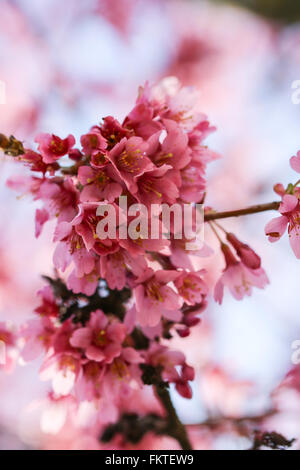 Fresche, albero in fiore in primavera con fiori di colore rosa Foto Stock