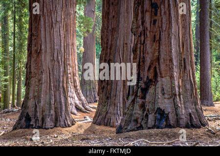 Cluster sequoia gigante di tronchi di albero Yosemite National Park, California, Stati Uniti d'America Foto Stock