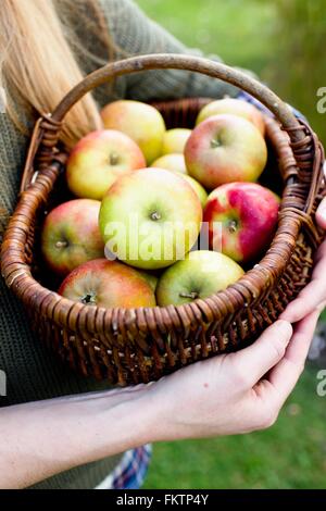 Donna cestello di contenimento mele, close up Foto Stock