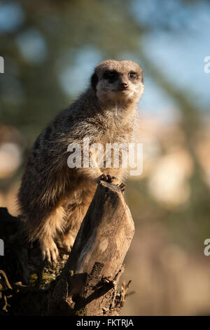 Captive meerkat tepore del sole invernale presso lo Zoo Twycross, Warwickshire, Regno Unito. Foto Stock