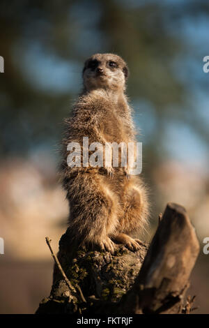 Captive meerkat tepore del sole invernale presso lo Zoo Twycross, Warwickshire, Regno Unito. Foto Stock