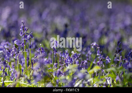 Una coperta di comune Bluebells (Hyacinthoides non scripta) in primavera. Foto Stock