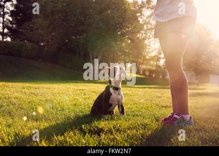 Vita scende di una ragazza insegnamento Boston Terrier cucciolo a sedersi Foto Stock