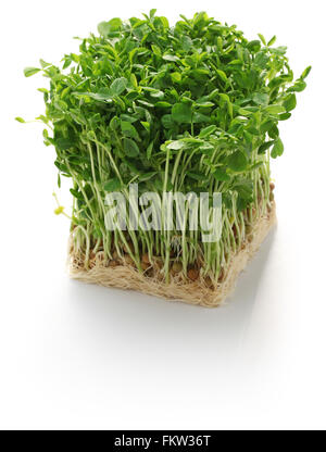 Germogli di piselli, verdure cinesi isolati su sfondo bianco Foto Stock