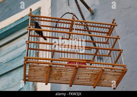 Uccello in gabbia per uccelli appesi fuori casa, Cuba Foto Stock