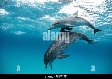 Macchiato atlantico (Delfino Stenella frontalis), nuoto subacqueo, close-up, Bahamas Foto Stock