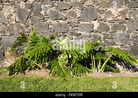 Caseificio Monstera deliciosa crescente selvatici in santa cruz de la palma nelle isole Canarie canarie Foto Stock