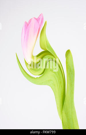 Una Fotografia manipolata digitalmente di un tulipano fiore contro uno sfondo bianco Foto Stock