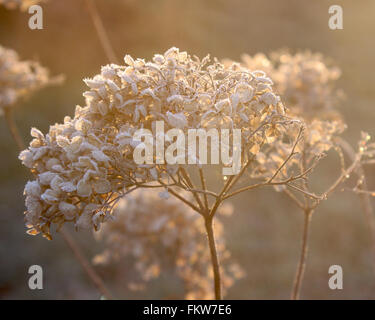 Romantico back lit essiccato testa di fiori di Hydrangea arborescens Annabelle su un freddi inverni nebbiosa mattina. Foto Stock