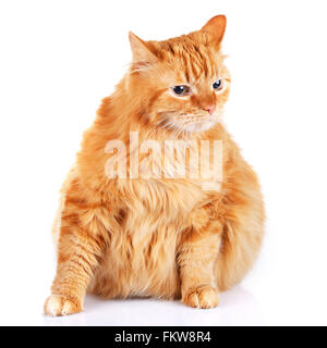 Gatto rosso isolato su uno sfondo bianco Foto Stock