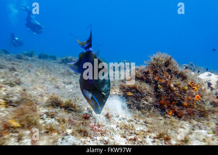 Sargassum Pesci balestra, xanthichthys ringens, nuoto sulla barriera corallina vicino fino Foto Stock