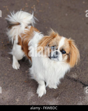 Funny i capelli rossi pekingese dog Foto Stock