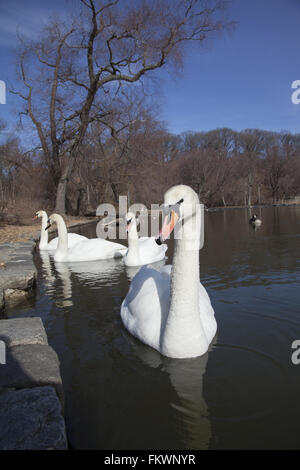 I cigni sul lago nel Prospect Park durante l'inverno, Brooklyn, New York. Foto Stock