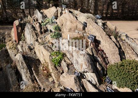 Piantati tra rocce, piante alpine presso il Royal Horticultural Society Gardens at Wisley Foto Stock