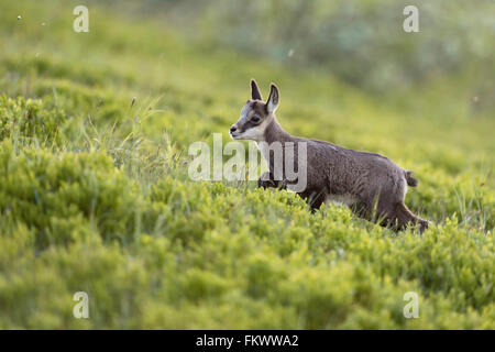 Giovani Camosci / Gaemse ( Rupicapra rupicapra ), carino fulvo, passeggiate in salita, verso l'alto attraverso il fresco verde vegetazione alpina. Foto Stock