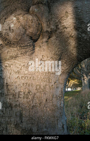 Beech Avenue, Kingston Lacy Foto Stock