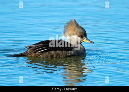 Con cappuccio femmina Merganser Foto Stock